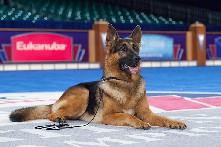 AKC National Championship 2015 Winner: Rumor the German Shepherd